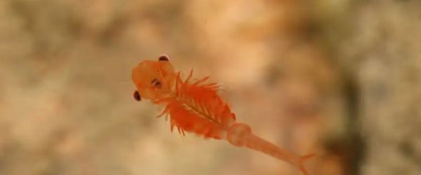 NEW SCIENTIST - Italy's drying lakes imperil rare shrimp species found only here