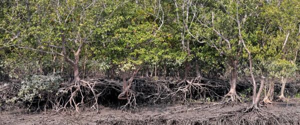 HUFFPOST: When A Devastating Cyclone Plunged Towns Into Darkness, One Community Kept The Lights On
