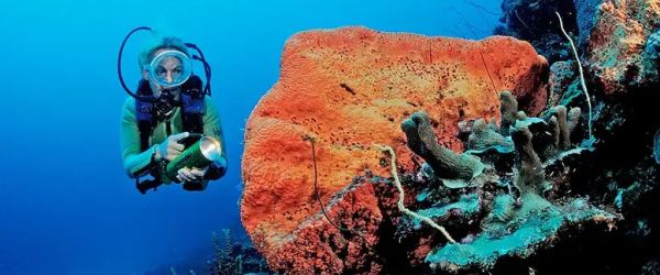 NEW SCIENTIST - Dimming the sun could save corals from bleaching and hurricanes