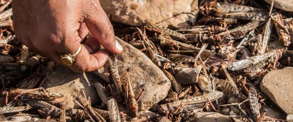 UNDARK - To Fight Locusts, Historic Rivals India and Pakistan Team Up